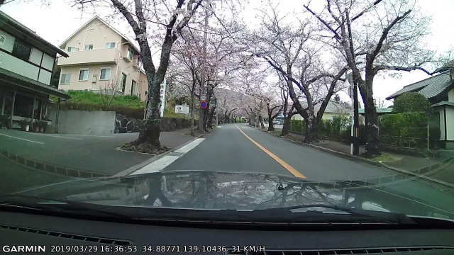 伊豆高原の桜
