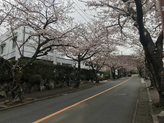 桜並木（徒歩）