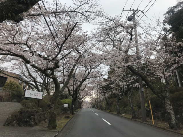桜のトンネル徒歩